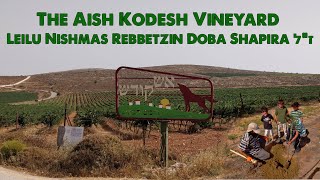 The Aish Kodesh Vineyard Leilu Nishmas Rebbetzin Doba Shapira