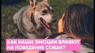 Как наши ЭМОЦИИ влияют на ПОВЕДЕНИЕ собаки? Собака - зеркало хозяина 🐕