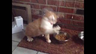 Cat can't stop sneezing