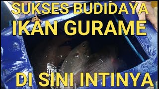 CARA BUDIDAYA IKAN GURAME DI KOLAM BETON || INTI SUKSES BUDIDAYA GURAME YA DI SINI