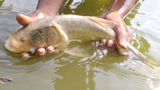 Fish video | Most satisfying Cast Net Fishing video | Cast Net Fishing in Pond