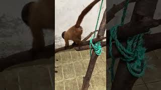 Woolly Monkey #1