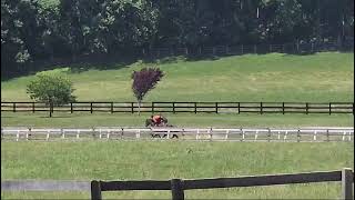 Stroopwafel (rail) and Matzoball Muhammet (outside) gallop on 6/1.