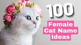 100 Female Cat Name Ideas