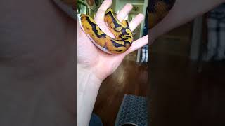 pied het lavender albino ball python