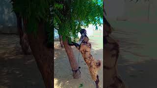 Billy Goat try to reach at the branch of Neem Tree || in desert Thar || #goat #thardesert #animals