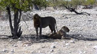 When lions get frisky in Etosha National Park Namibia