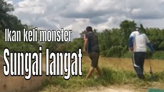 Ikan keli monster di sungai langat..