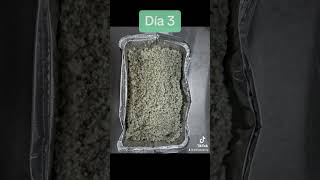 Desarrollo de Trichoderma en sustrato #microbiologia #trichoderma #biology