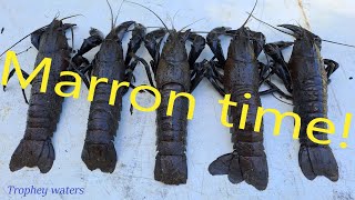 Marron session | trophy Waters | with a bushman's snare #marron #adventure #australia #crawdads