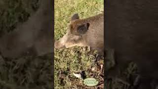 Un sanglier qui mange le pic nique d'un chasseur