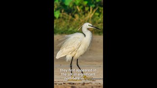 Little Egret