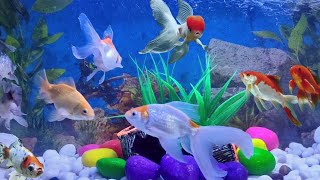 Beutiful GOLDFISH | KOI CARP | SHUBUNKIN | ORENDA FISHES DECORATION