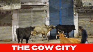 The Cow City, New Delhi India| গরুর শহর, নিউ দিল্লি  ভারত