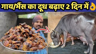 गाय/भैंस का दूध बढ़ाए मात्र 2 दिनों में|Doodh bdhane ka tarika|How to increase cow/buffalo milk.