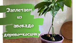 Плетение косички из стволов авокадо. Заплетаем из авокадо дерево-косичку.