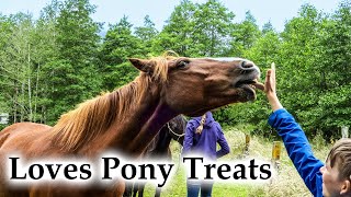 Bear Begs for More Pony Treats #4k #ponies #kaimanawa #newzealand