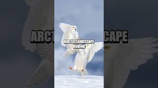 The Marvelous Journey of the Snowy Owl: A Bird's Ominous Tale