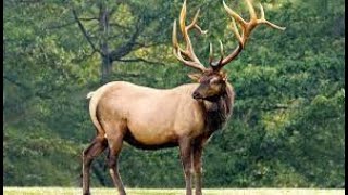 Life Of ELk IN Forest(wild life)#wildlife #geography#elk#shorts#4K