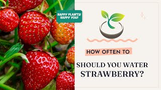 🍓🍀 Discover How Often Should You Water Strawberry for Bumper Harvest?