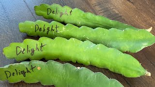 Introducing My Delight Dragon Fruit Cuttings