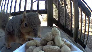 An afternoon with squirrels. 5+ minutes cat tv