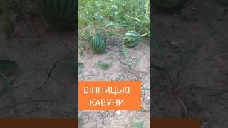 ВІННИЦЬКИ КАВУНИ 23.08.2024