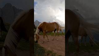 Super beautiful horses in the nature of Dolomiten Südtirol, Italy #amazing#shortvideo#alps#horse#top