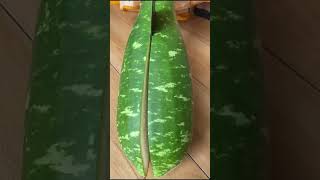 What a lot of Bangladeshis use to cut large vegetables with precision! It has two legs and tail.