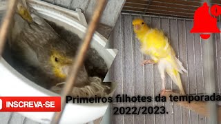 Primeiros filhotes da reprodução 2022/2023 e perdi as duas fêmeas de frisado do sul.