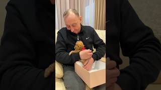 Папуля мечтал о собаке 🐶 подарили щенка на ДР ♥️ #dogs #puppy #funnyvideo #щенок #dog #doglover