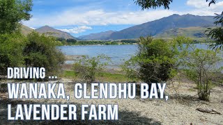 Driving New Zealand: Wanaka, Glendhu Bay, Lavender Farm. Southern Excursion Part 9