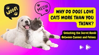 Why Do Dogs Love Cats More Than You Think?|Dog Love Cat