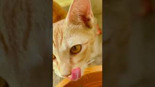 Cat Trending #trendingshorts  #viralshorts #catlovers #viralvideo