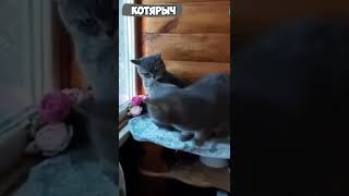 ПРИКОЛЫ С КОТАМИ и КОШКАМИ😹 СМЕШНЫЕ ЖИВОТНЫЕ😂😻👍 #30