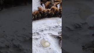 How Honey Bees Feed on Honey #shorts #amazingbees #honeybee