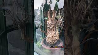 Mandragora magical mandrake|Professor sprouts harry potter|#shorts #hp