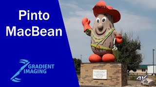 Pinto MacBean: Bow Island's Iconic Tribute to Agriculture