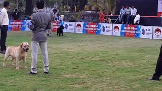 All breed Show | Champion Class Labrador Judging | Kennel Association of Gadhinglaj | 27-01-2018