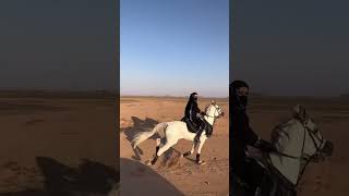 هو انتي لسه بتسألي#هانى_شاكر  #explore #خيل #اكسبلور #horse