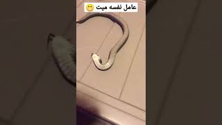 عامل نفسه ميت 😁😁