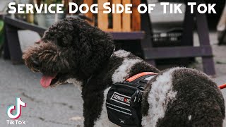 Service Dog Side of Tik Tok