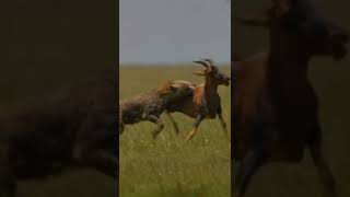 hyenas clan killed topi Impala#shorts/#wildanimalshorts