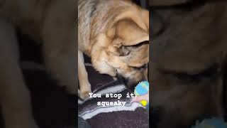 Stop it, squeaky #germanshepherd #dog #gsd #cute #pets #myshepherd #k9