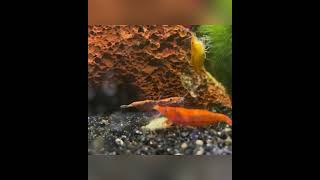 These Shrimp Never Stop Moving! #shrimp #funnyanimals #animals #marinelife #moveitchallenge