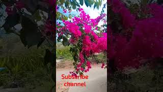 phool mangu Na bahar mangu@short video kerala