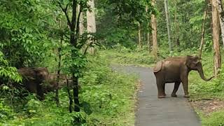 Elephants with Baby crossing road  | Baby Elephants Idamalayar | Travellers Footprint.