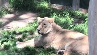 LIONESS AT LONDON ZOO - 2019