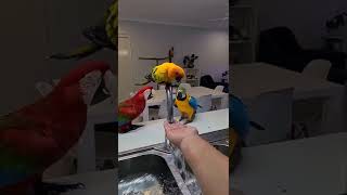 FUNNY PARROTS 🦜🐦 #3 #Shorts