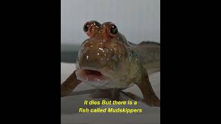 Mudskippers fish | 100 #shorts #viral